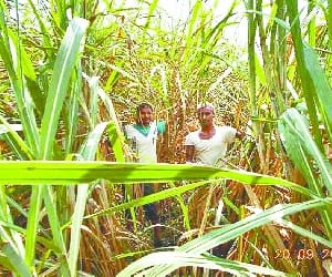 electoral revenge: burned cane fields.